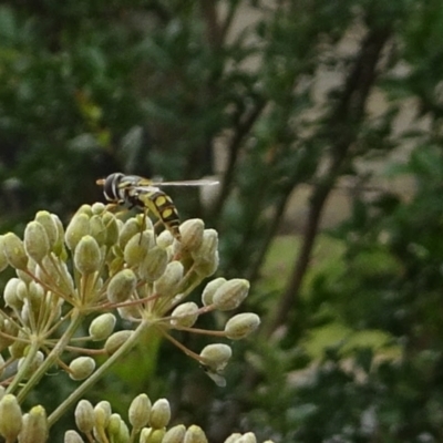 Simosyrphus grandicornis (Common hover fly) at Kambah, ACT - 30 Jan 2022 by GirtsO