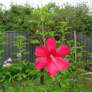 Hibiscus sp. at Kambah, ACT - 30 Jan 2022 11:12 AM