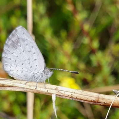 Erina acasta (Blotched Dusky-blue) at Yass River, NSW - 29 Jan 2022 by SenexRugosus