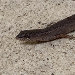 Saproscincus mustelinus (Weasel Skink) at Numeralla, NSW - 30 Jan 2022 by Steve_Bok