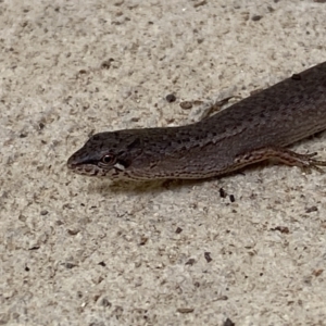 Saproscincus mustelinus at Numeralla, NSW - 30 Jan 2022