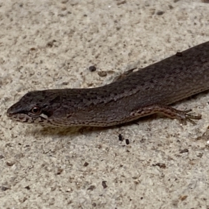 Saproscincus mustelinus at Numeralla, NSW - 30 Jan 2022