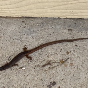 Saproscincus mustelinus at Numeralla, NSW - 30 Jan 2022