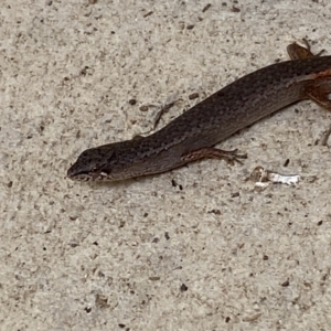 Saproscincus mustelinus at Numeralla, NSW - suppressed