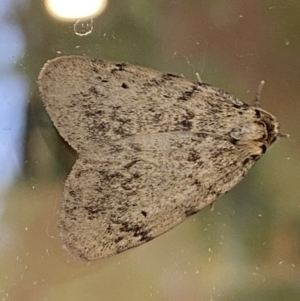 Noctuoidea (superfamily) at Numeralla, NSW - 30 Jan 2022