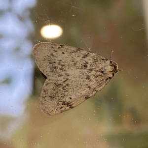 Noctuoidea (superfamily) at Numeralla, NSW - 30 Jan 2022