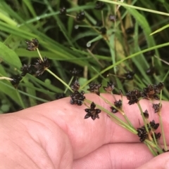 Juncus articulatus (A Rush) at Deakin, ACT - 28 Jan 2022 by Tapirlord