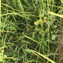 Juncus articulatus at Deakin, ACT - 29 Jan 2022 10:32 AM