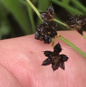 Juncus articulatus at Deakin, ACT - 29 Jan 2022 10:32 AM