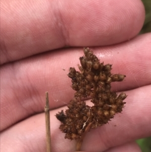 Juncus sp. at Red Hill, ACT - 29 Jan 2022