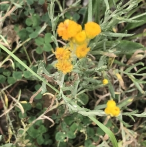 Chrysocephalum apiculatum at Hughes, ACT - 29 Jan 2022 10:39 AM