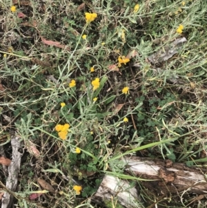 Chrysocephalum apiculatum at Hughes, ACT - 29 Jan 2022 10:39 AM