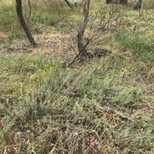 Chrysocephalum apiculatum at Hughes, ACT - 29 Jan 2022 10:39 AM