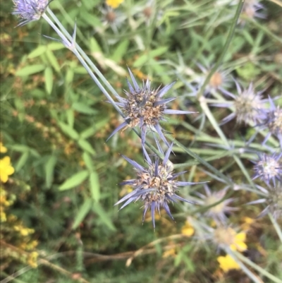Eryngium ovinum (Blue Devil) at Federal Golf Course - 28 Jan 2022 by Tapirlord
