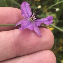 Arthropodium fimbriatum (Nodding Chocolate Lily) at Federal Golf Course - 28 Jan 2022 by Tapirlord