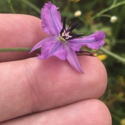 Arthropodium fimbriatum (Nodding Chocolate Lily) at Federal Golf Course - 29 Jan 2022 by Tapirlord