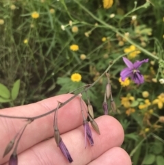 Arthropodium fimbriatum at Red Hill to Yarralumla Creek - 29 Jan 2022 10:40 AM