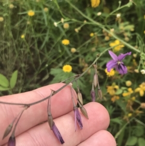 Arthropodium fimbriatum at Red Hill to Yarralumla Creek - 29 Jan 2022 10:40 AM