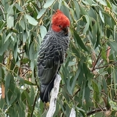 Callocephalon fimbriatum (Gang-gang Cockatoo) at Acton, ACT - 29 Jan 2022 by jhotchin