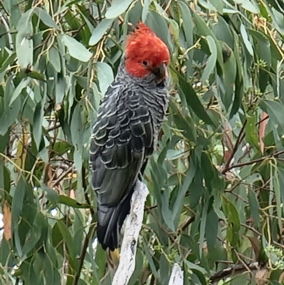 Callocephalon fimbriatum (Gang-gang Cockatoo) at Acton, ACT - 29 Jan 2022 by jhotchin