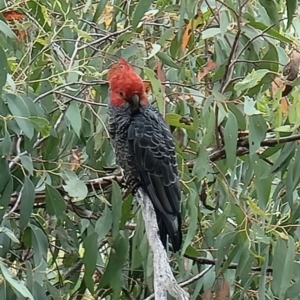 Callocephalon fimbriatum at Acton, ACT - 30 Jan 2022