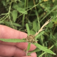 Euchiton sphaericus (Star Cudweed) at Federal Golf Course - 28 Jan 2022 by Tapirlord