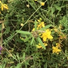 Euchiton sphaericus at Federal Golf Course - 29 Jan 2022 10:41 AM