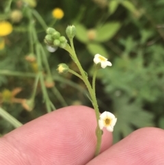 Hackelia suaveolens (Sweet Hounds Tongue) at Red Hill, ACT - 29 Jan 2022 by Tapirlord