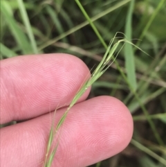 Microlaena stipoides at Deakin, ACT - 29 Jan 2022