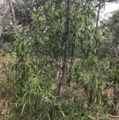 Acacia implexa (Hickory Wattle, Lightwood) at Deakin, ACT - 29 Jan 2022 by Tapirlord
