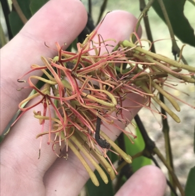 Amyema miquelii (Box Mistletoe) at Deakin, ACT - 28 Jan 2022 by Tapirlord