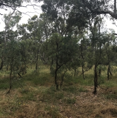 Eucalyptus polyanthemos subsp. polyanthemos (Red Box) at Deakin, ACT - 29 Jan 2022 by Tapirlord