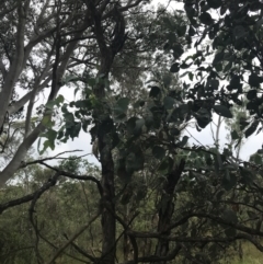 Eucalyptus polyanthemos subsp. polyanthemos at Deakin, ACT - 29 Jan 2022