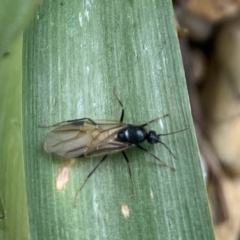 Formicidae (family) (Unidentified ant) at Reid, ACT - 10 Nov 2021 by JanetRussell