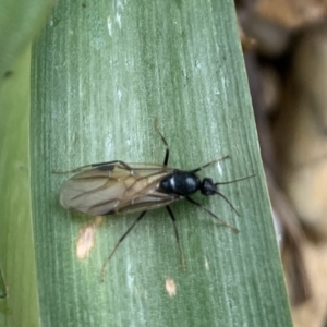 Formicidae (family) at Reid, ACT - 10 Nov 2021 03:57 PM