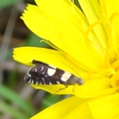 Glyphipterix chrysoplanetis (A Sedge Moth) at Reid, ACT - 15 Jan 2022 by JanetRussell