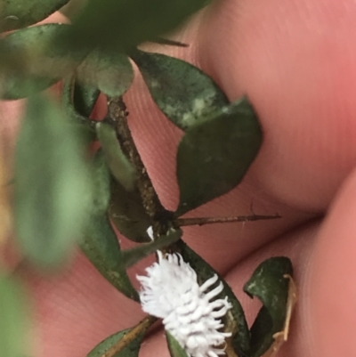 Cryptolaemus montrouzieri (Mealybug ladybird) at Deakin, ACT - 29 Jan 2022 by Tapirlord