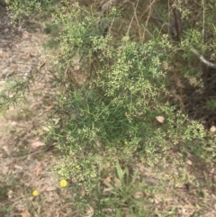 Cassinia quinquefaria (Rosemary Cassinia) at Deakin, ACT - 29 Jan 2022 by Tapirlord