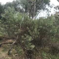 Cassinia quinquefaria at Deakin, ACT - 29 Jan 2022 10:50 AM