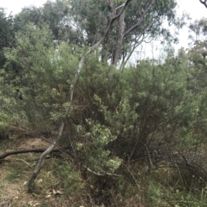 Cassinia quinquefaria at Deakin, ACT - 29 Jan 2022