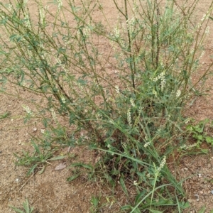 Melilotus albus at Molonglo Valley, ACT - 30 Jan 2022