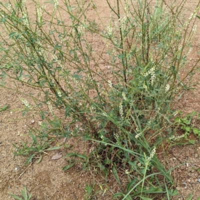 Melilotus albus (Bokhara) at Molonglo Valley, ACT - 30 Jan 2022 by abread111