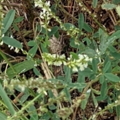 Melilotus albus at Molonglo Valley, ACT - 30 Jan 2022