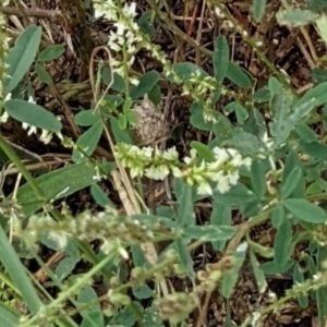 Melilotus albus at Molonglo Valley, ACT - 30 Jan 2022