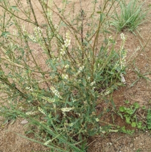 Melilotus albus at Molonglo Valley, ACT - 30 Jan 2022