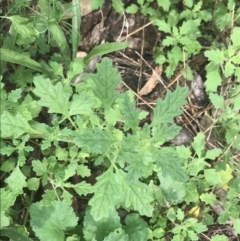 Dysphania pumilio (Small Crumbweed) at Deakin, ACT - 28 Jan 2022 by Tapirlord