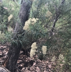 Cassinia longifolia (Shiny Cassinia, Cauliflower Bush) at Deakin, ACT - 28 Jan 2022 by Tapirlord