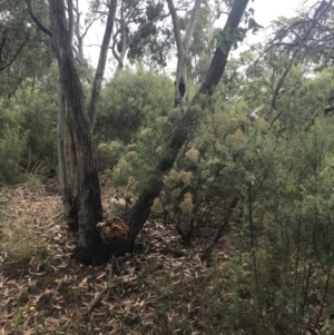 Cassinia longifolia at Deakin, ACT - 29 Jan 2022 10:51 AM