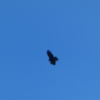 Aquila audax (Wedge-tailed Eagle) at Numeralla, NSW - 26 Jan 2022 by SteveBorkowskis