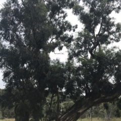 Eucalyptus melliodora (Yellow Box) at Hughes, ACT - 28 Jan 2022 by Tapirlord